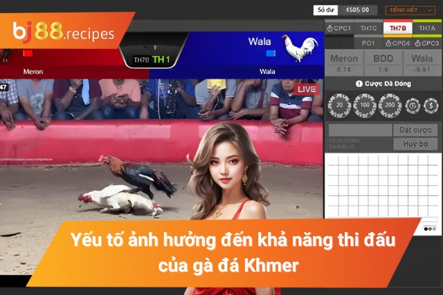 Yếu tố ảnh hưởng đến hiệu suất thi đấu của gà đá Khmer  
