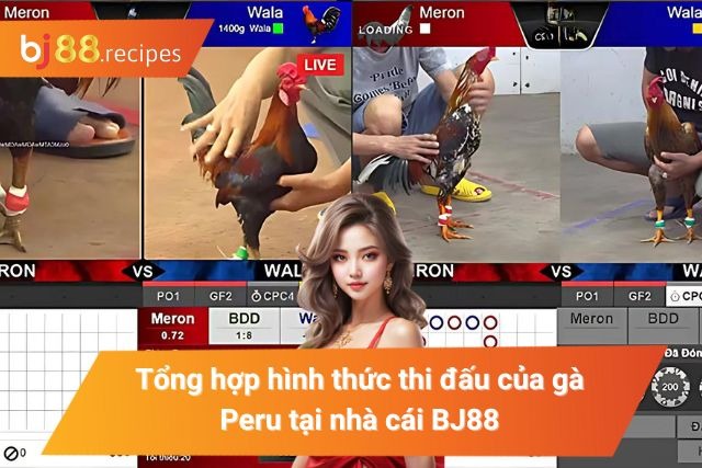 Top 3 loại hình thi đấu của gà Peru