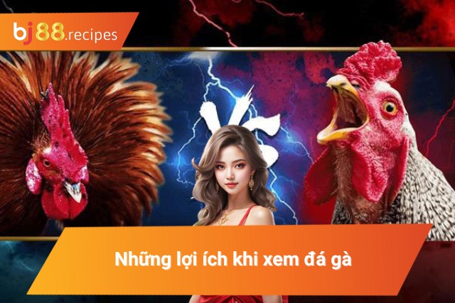 Lợi ích khi theo dõi đá gà thường xuyên