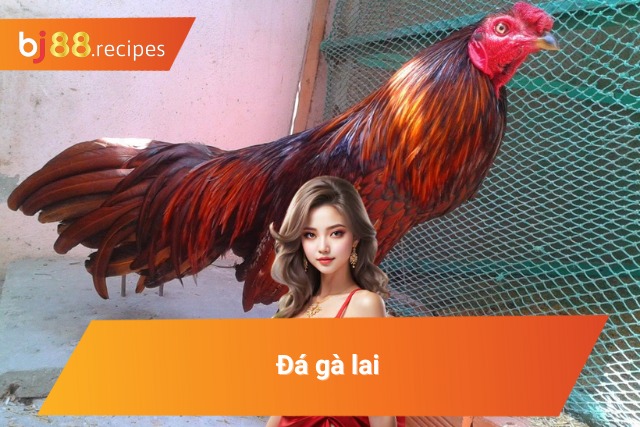 Sự hấp dẫn của thể thức đá gà lai